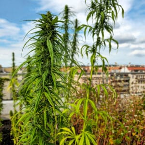 Úvodní První Republika 7